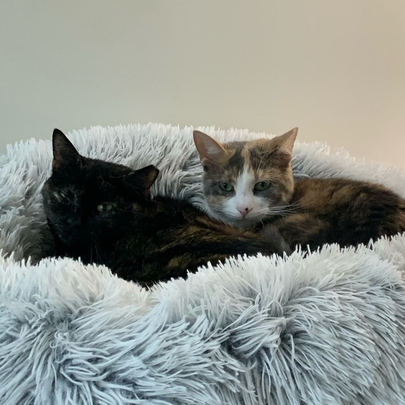 Emo - Picture 10 of 12